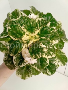 Фиалка Morgan’s Bibighar